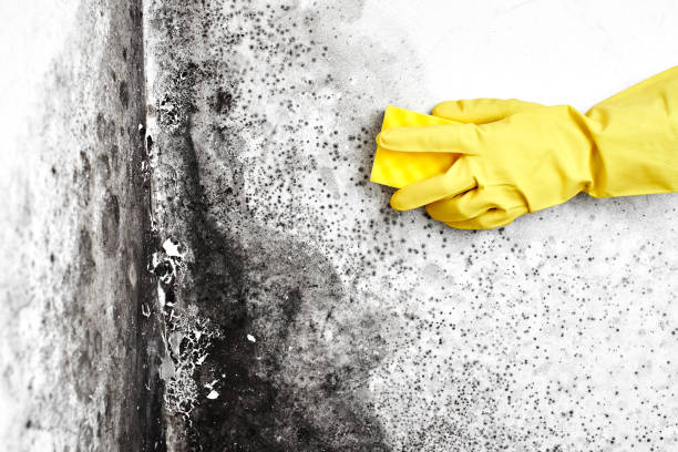 Best Local Mold Removal Service  in Whiteman Af, MO