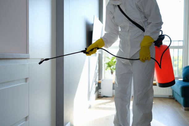 Best Certified Mold Removal  in Whiteman Af, MO