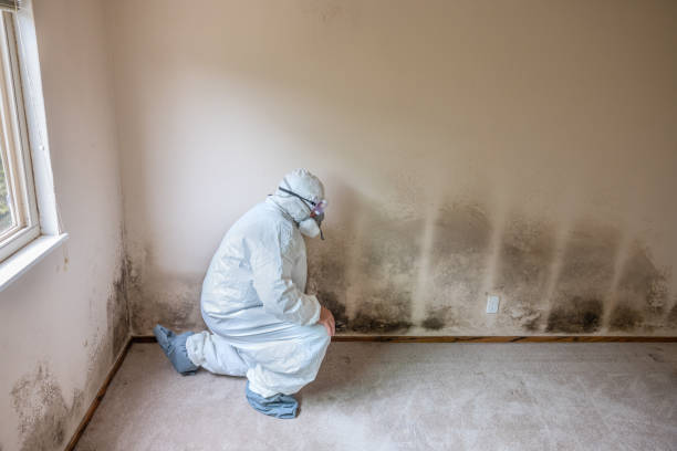 Best Toxic Mold Removal  in Whiteman Af, MO