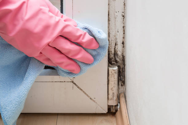 Best Fast Mold Removal  in Whiteman Af, MO