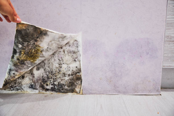 Best Commercial Mold Removal  in Whiteman Af, MO